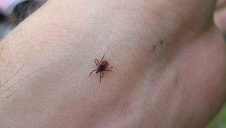 В Казахстане начался сезон клещевого энцефалита