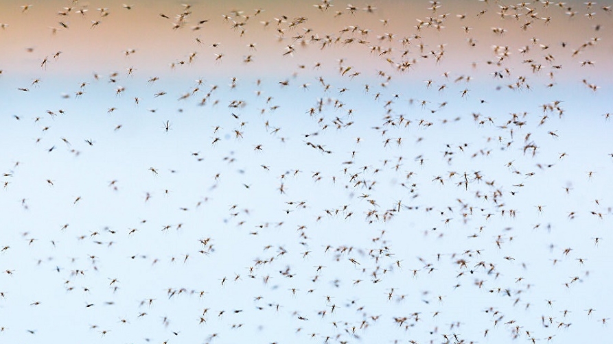 В Акмолинской области ликвидируют сибирский гнус